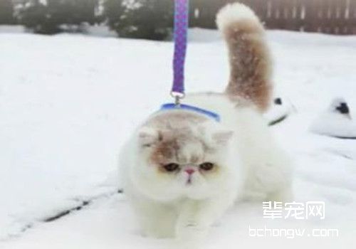 秋季如何预防猫癣