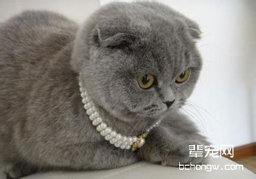 猫咪得了猫癣怎么办