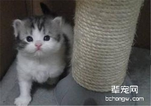 猫咪结膜炎的症状及治疗方法