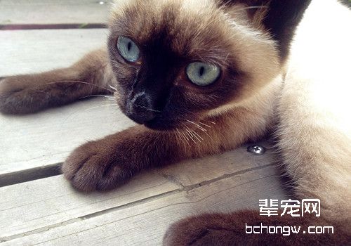 猫咪爪子感染真菌如何治疗