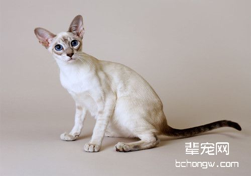 如何预防猫咪下泌尿结石
