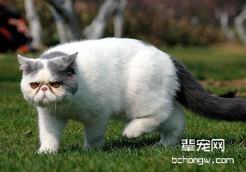 夏季如何预防猫咪肠胃炎