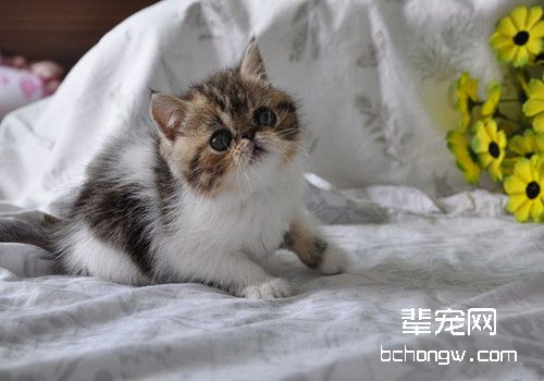 猫咪拉稀的参考方法