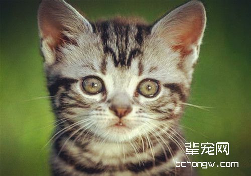 猫咪消化不良的症状及治疗