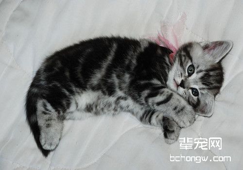 猫吐白沫怎么回事
