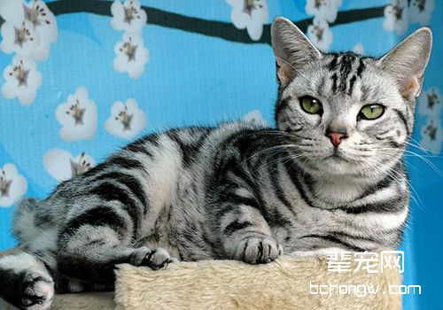 猫咪产后缺钙的症状