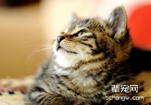 猫咪螨虫病会传染给人吗