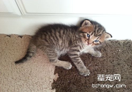 猫咪眼睑为什么会外翻