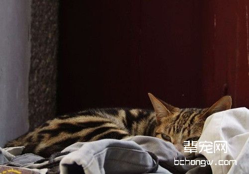 如何治疗猫咪的螨虫病