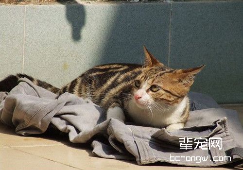 导致猫咪得猫癣的原因有哪些
