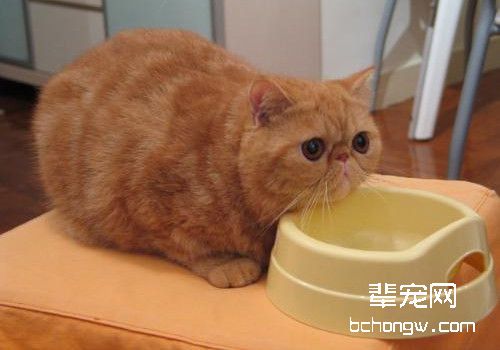 猫流鼻涕的原因