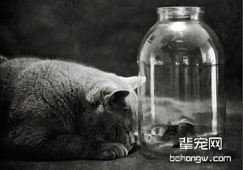 猫咪呼吸声大什么原因