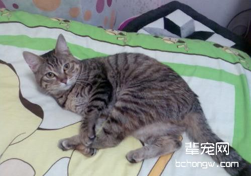 造成猫咪眼中有红血丝的原因有哪些