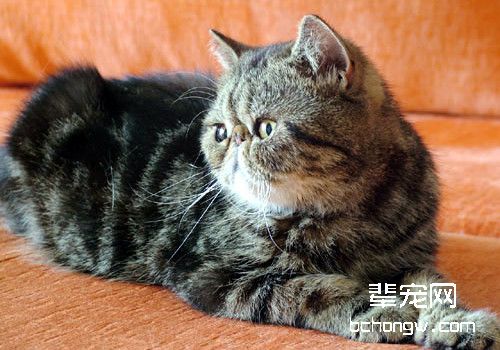 猫咪拉肚子怎么办