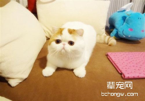 怎么判断猫咪生病
