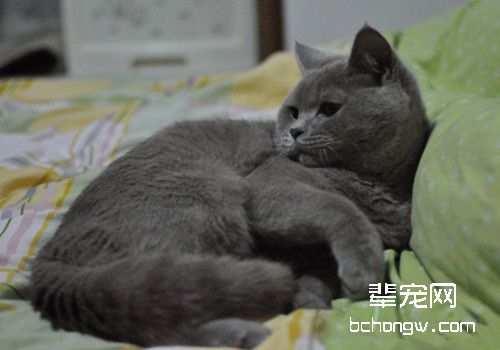 猫咪咳嗽如何治疗