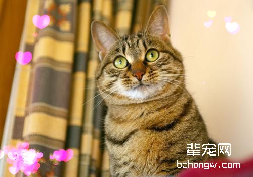 什么原因造成猫咪抽搐症状