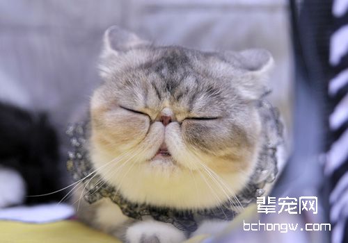 如何治疗犬猫便秘