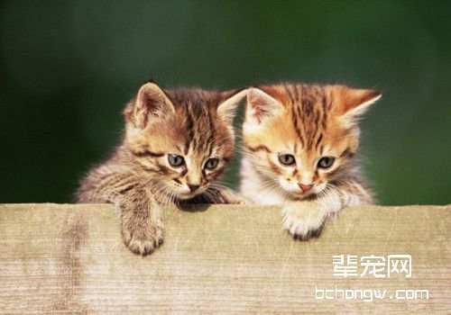 如何治疗猫咪大小便失禁