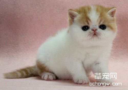 绝育对猫咪的好处