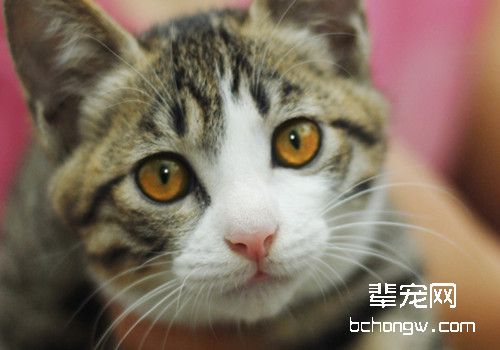 如何判断猫咪是否患有传染病