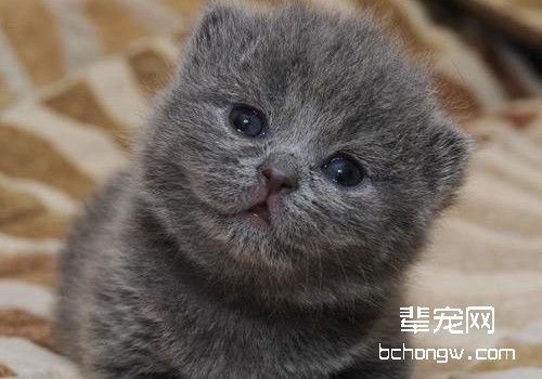 猫咪为什么会得抑郁症