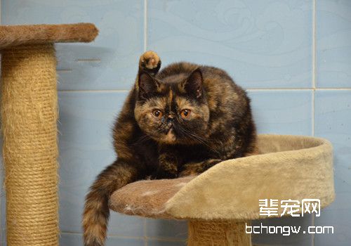 猫咪妊娠期多长时间