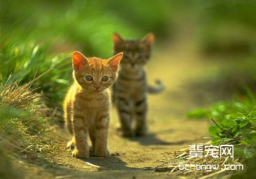 如何正确判断猫咪眼睛是否失明