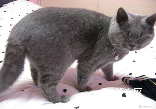 猫咪耳朵发炎有哪些治疗方法