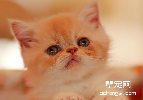 猫有狂犬病吗