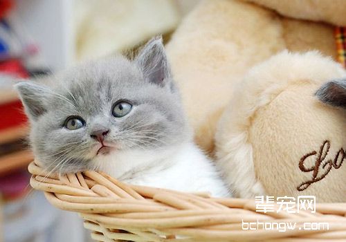 猫咪皮肤疾病治疗方法