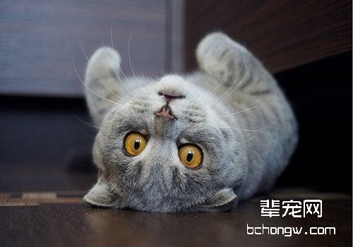 猫咪化毛有哪些方法