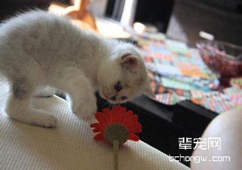 猫咪下巴的黑点怎么治疗