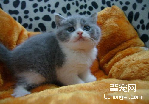 英国短毛猫遗传疾病有哪些