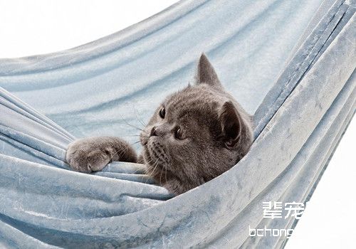 猫咪疫苗的种类和选择方法有哪些