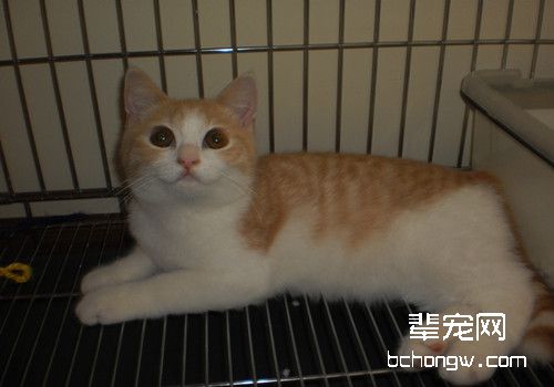 英国短毛猫常见疾病有哪些