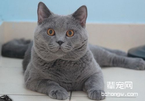 如何应对猫咪意外骨折