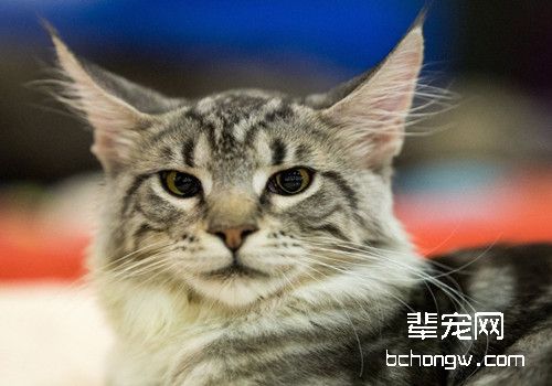 夏季猫咪空调病的治疗