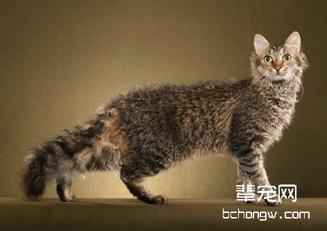消灭猫咪身上的跳蚤方法有哪些