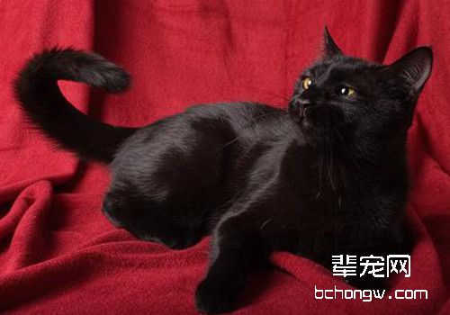 猫咪脚部清洁注意事项