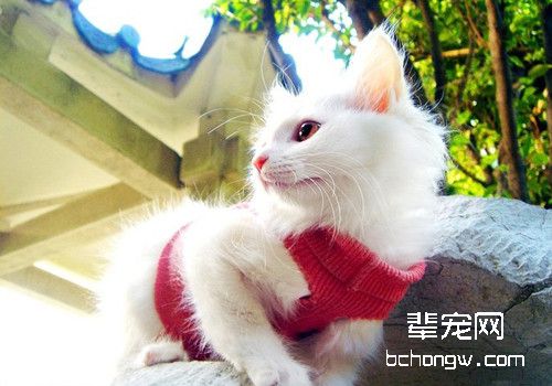 如何让猫咪不感染猫瘟