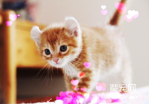 如何避免猫咪患上胃内异物症