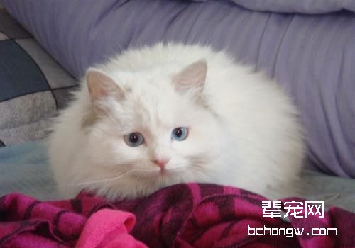 你真的了解猫咪的弓形虫吗