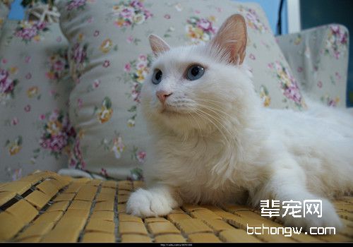 猫咪什么时候繁殖小猫最合适