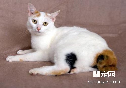 寄生虫通过这些方法感染猫咪你知道吗