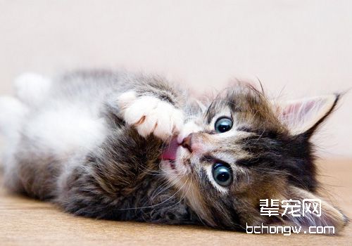 猫奴必须关注的几件事之猫咪尿结石