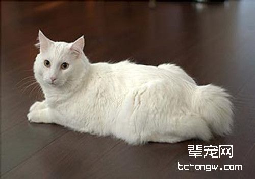 猫咪身上有哪些寄生虫