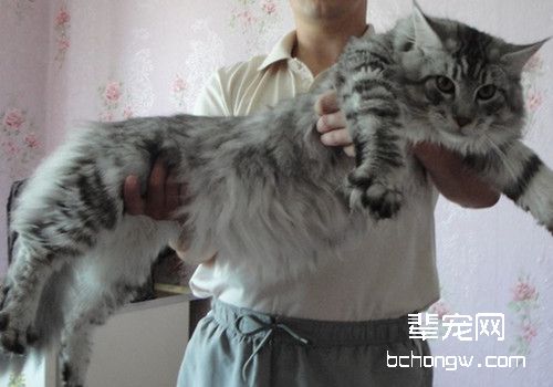 导致猫咪口腔疾病的原因