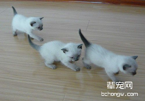 猫咪高危心脏病防护