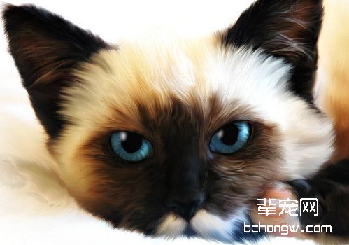 对老年期猫咪最好保养有哪些